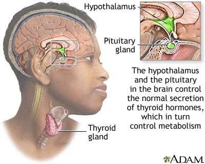 Thyroid gland anatomy relevant to potassium iodide thyroid blocking