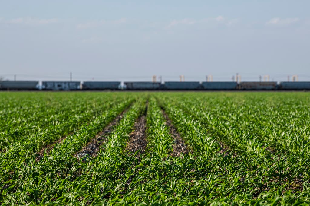 Nuclear winter effects on food production illustrated by a corn field